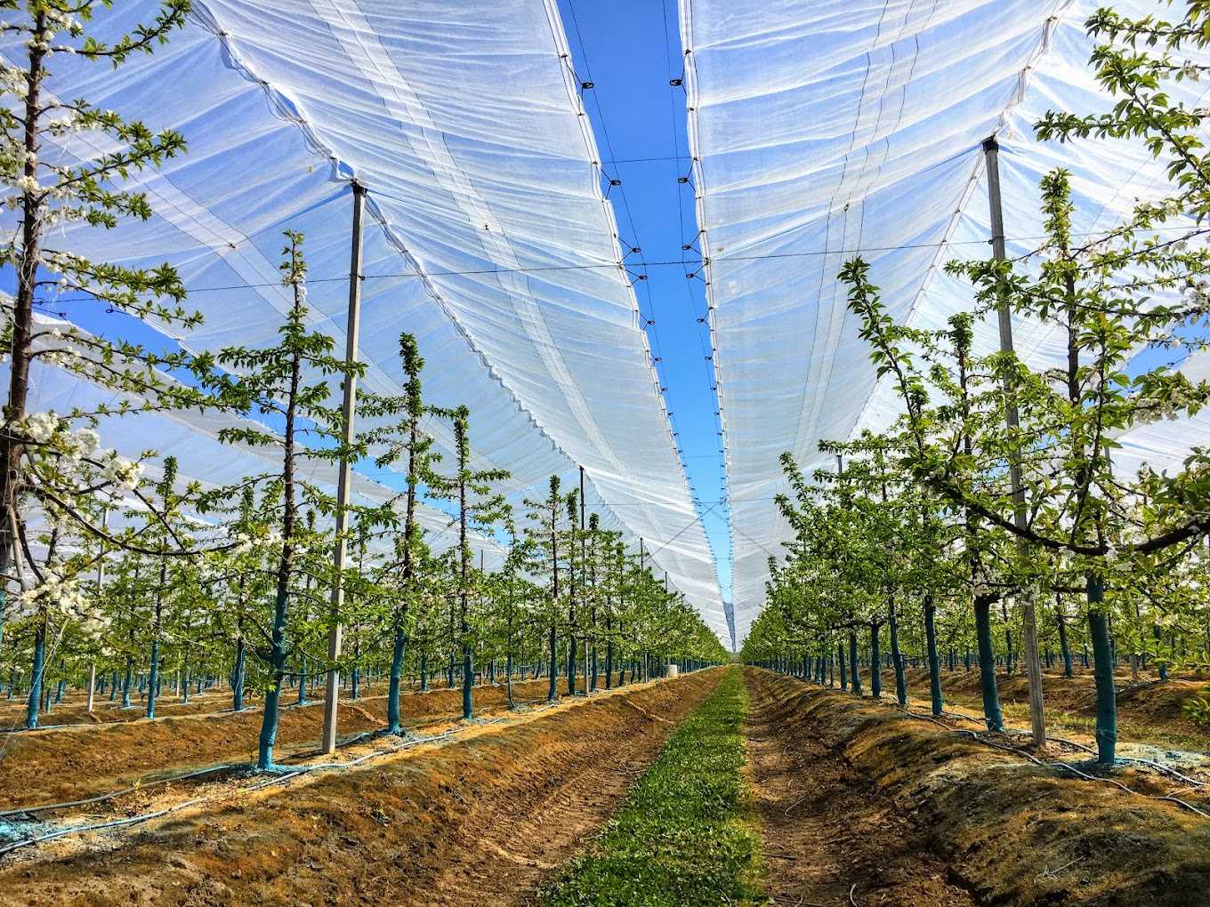 بستان غطاء القماش المشمع