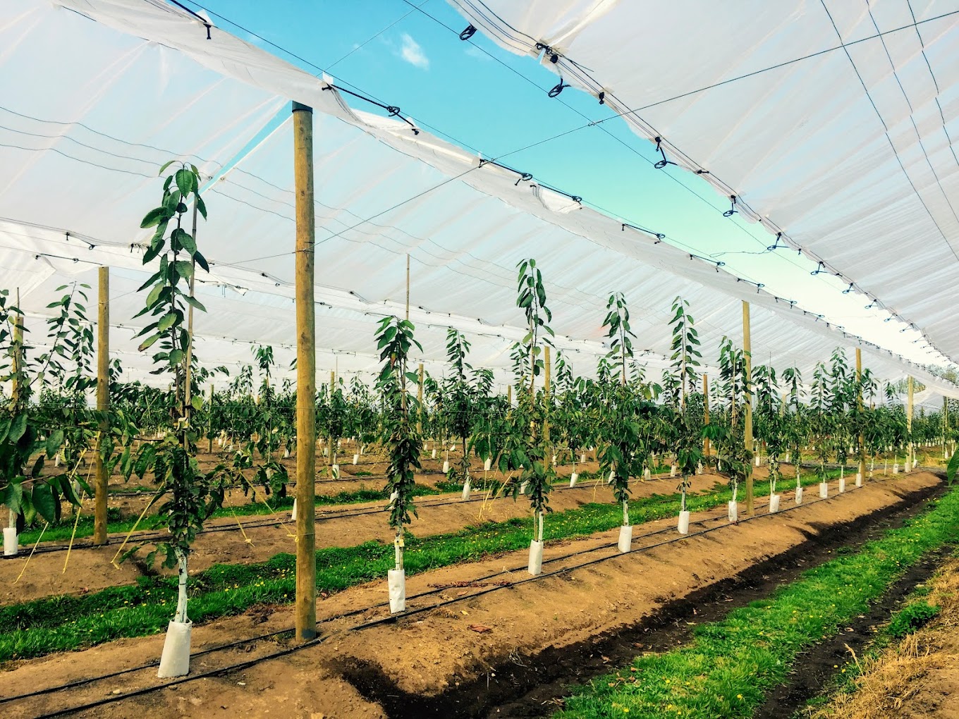 غطاء البستان